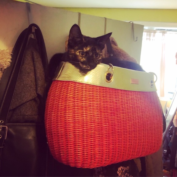 Meet your Posher, Saramax - Picture 8 of 9